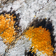 Illustration for article titled Some of the Most Gorgeous Macrophotography Weve Seen in Ages